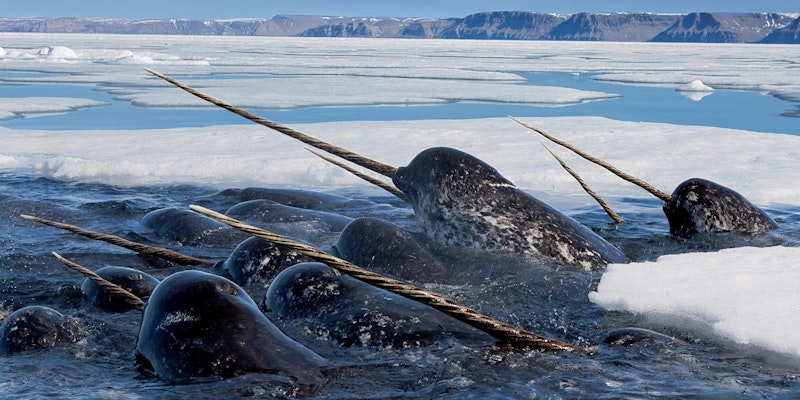 Narwhals