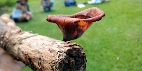 Wild Mushroom Foraging & Mushroom Growing Workshops! tickets