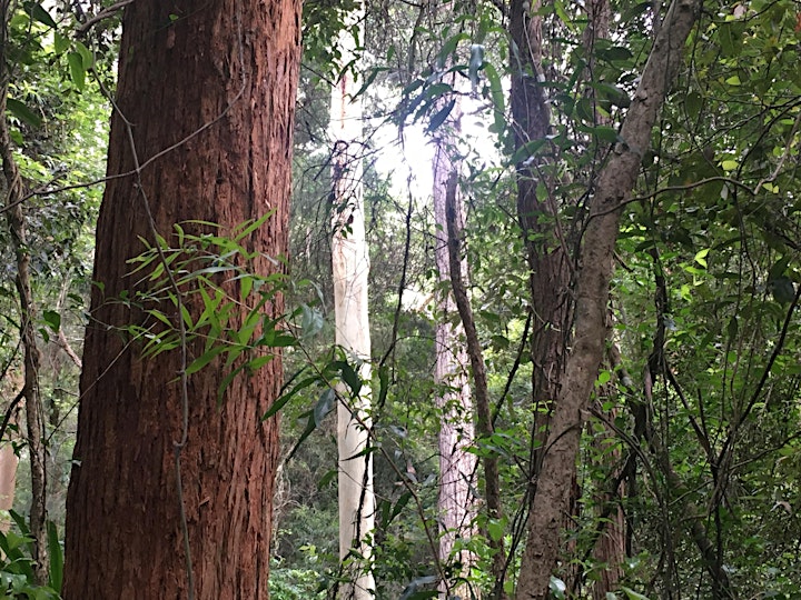 Guided Forest Therapy Walk - Rediscover and reconnect with nature image