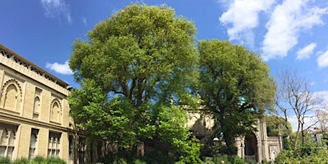An introduction to Brighton and Hove's Elm trees tickets
