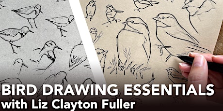 Bird Drawing Essentials with Liz Clayton Fuller billets