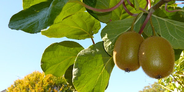 Perennial Fruits & Nuts for Your Farm and Homestead