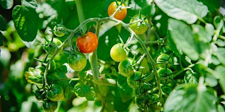 Primaire afbeelding van Tomato Trellising