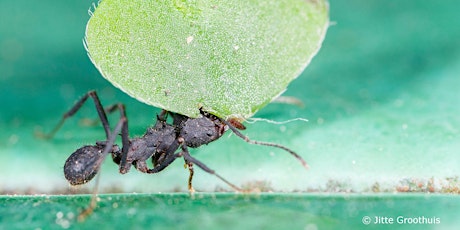 Primaire afbeelding van The amazing world of ants - WURtalks
