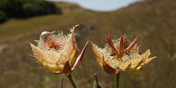 Ring Mountain and Old St. Hilary's Preserve(Marin County) CNPS Members only