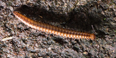 CANCELLED - Online Woodlice, Centipedes and Millipedes Training Workshop tickets