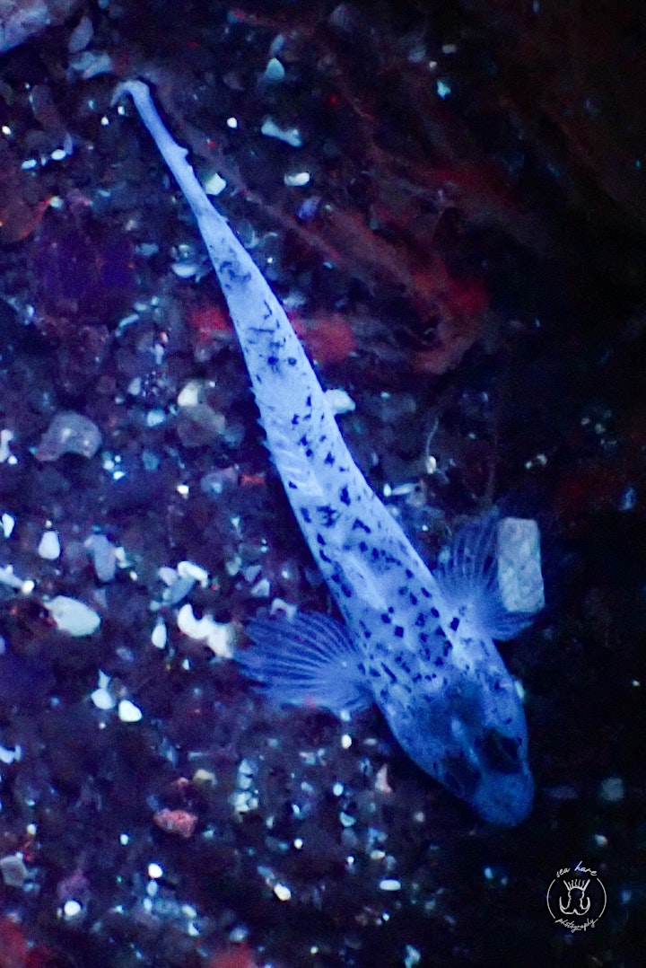 Bioluminescence - Intertidal Walk image