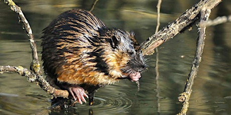 Understanding 'Rakali" Australia's native water rat tickets
