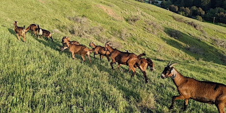 Goat hike and tea party at private West Marin retreat tickets