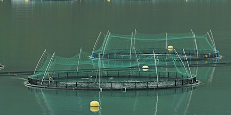 Can salmon farming be regulated to effectively protect wild salmonids? primary image