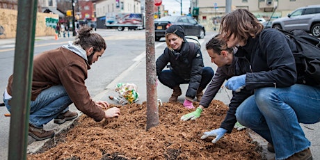 MLK Day of Service with Trees New York!  primary image