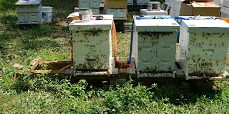 Awbury Apiary Office Hours primary image