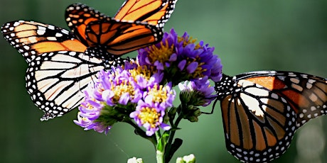 Workshop at The Battery: Gardening for Pollinators tickets