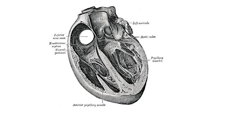 Mitral Valve Symposium primary image