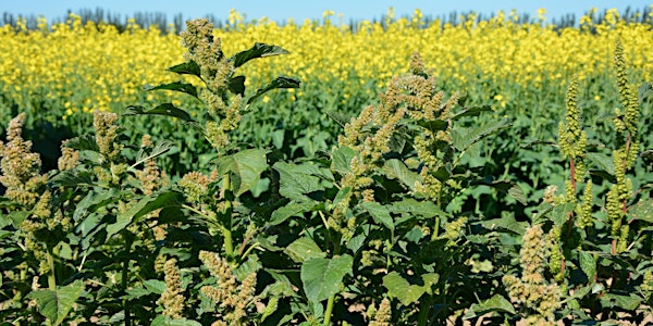 Herbicide Resistance Summit