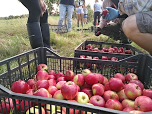 Community Farmer Day - The great apple harvest - 1st October