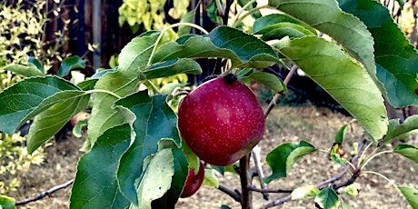 Summer Fruit Tree Thinning and Pruning for Quality primary image