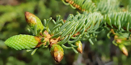 Plant Encounter: Spruce billets