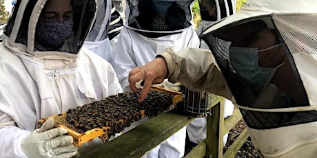 Beginning Beekeeping: The Basics and Mid-Season Colony Health