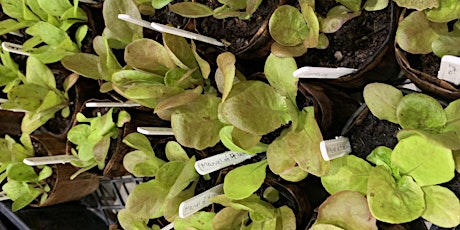 Grow your own sprouts and microgreens at home tickets