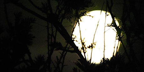 Imagen principal de Curso Influencia de la luna en los cultivos