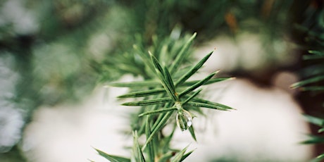 Gemeinsames Auspflanzen der Christbäume  primärbild