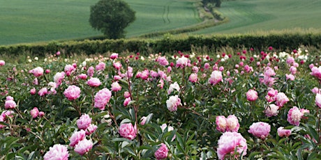 Open Days at Little Budds Peony  Farm 2022 tickets