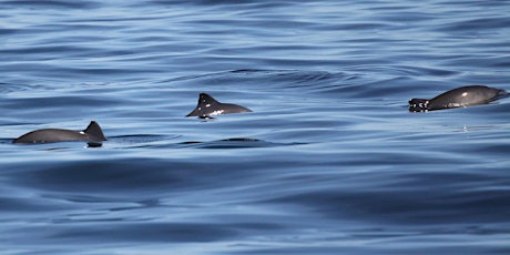 Sea Watch September Survey - Porlock Bay - "Porpoises and Poetry"
