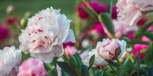 Growing Bouquet-Worthy Peonies LIVESTREAM