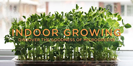 Indoor Growing: Discover the Goodness of Microgreens primary image