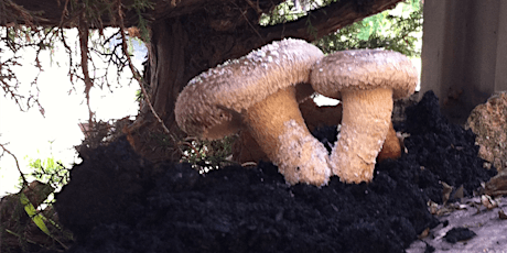 Homesteading 101: Cultivate Edible Mushrooms in your own Garden primary image