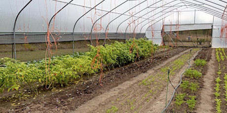 High Tunnels: Extending Your Growing Season