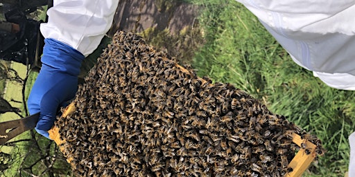 BBA members apiary visit