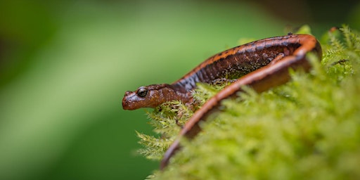 Imagine and Explore: Super Salamanders primary image
