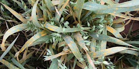 Workshop 3: Oat crown rust – approaches for durable resistance breeding
