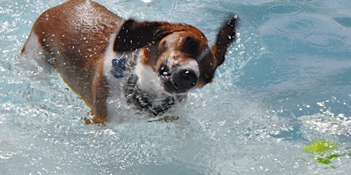 Annual Doggie Splash - Large Dog Session 4