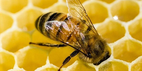 Massaro Beekeeping-Winter Preparation Workshop primary image