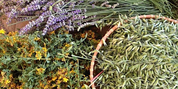 Introduction to Herbal Medicine Making