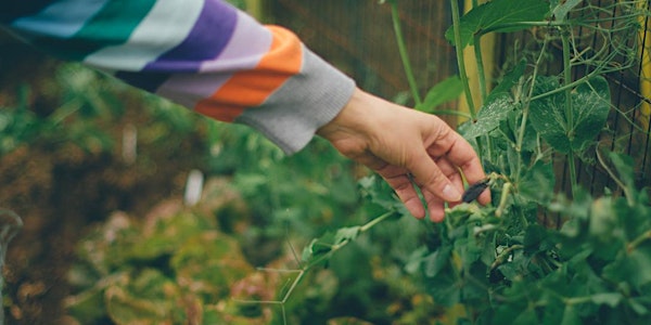 Grow Your Summer Food Garden