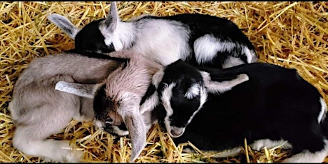 Bottle Feeding Baby Goats tickets
