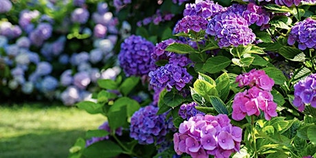 Hydrangea Happiness Celebration and Presentation, morning session tickets