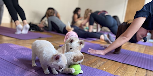 Yoga with Puppies!