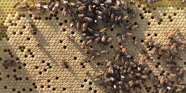 Beyond Beginners - beekeeping seminar