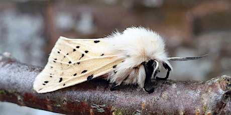 Imagem principal de Discover Your Local Moths - Workshop