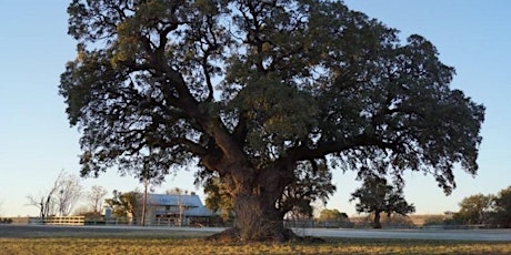 Cross Timbers Urban Forestry Council Tree Tour primary image