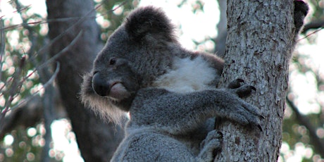 NaturallyGC Junior Koala Tree Planting tickets