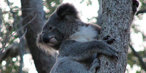 NaturallyGC Junior Koala Tree Planting