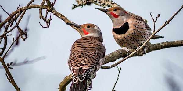 Join the Wild Bird Trust - Support Maplewood Flats