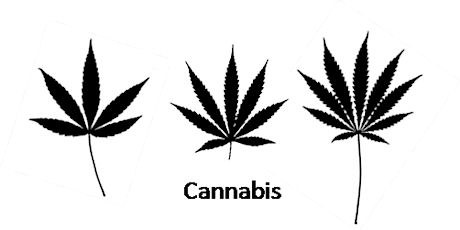 Cannabis Workshop primary image