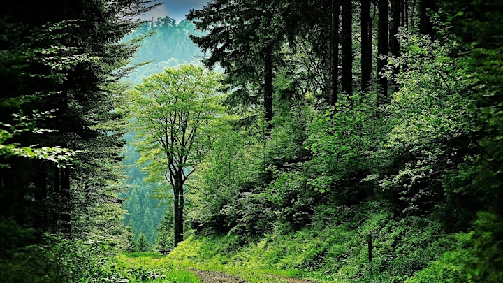 Immagine Abetone trekking di confine tra le pagine del Libro Aperto